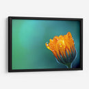 Gotitas sobre los pétalos | Cuadro decorativo de Canvas Lab