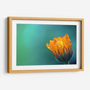 Gotitas sobre los pétalos | Cuadro decorativo de Canvas Lab