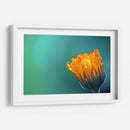 Gotitas sobre los pétalos | Cuadro decorativo de Canvas Lab