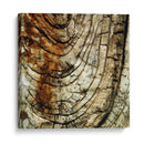 Natures Texturas III - Vision Studio | Cuadro decorativo de Canvas Lab