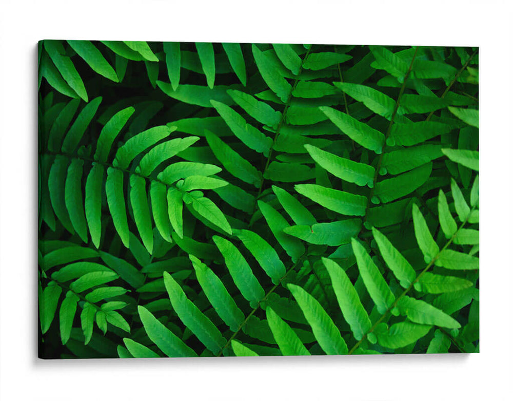 Helecho | Cuadro decorativo de Canvas Lab
