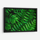 Helecho | Cuadro decorativo de Canvas Lab