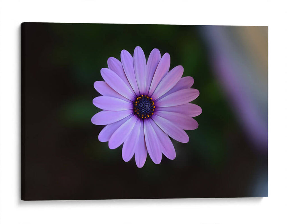 Hermoso florecer | Cuadro decorativo de Canvas Lab