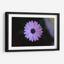 Hermoso florecer | Cuadro decorativo de Canvas Lab