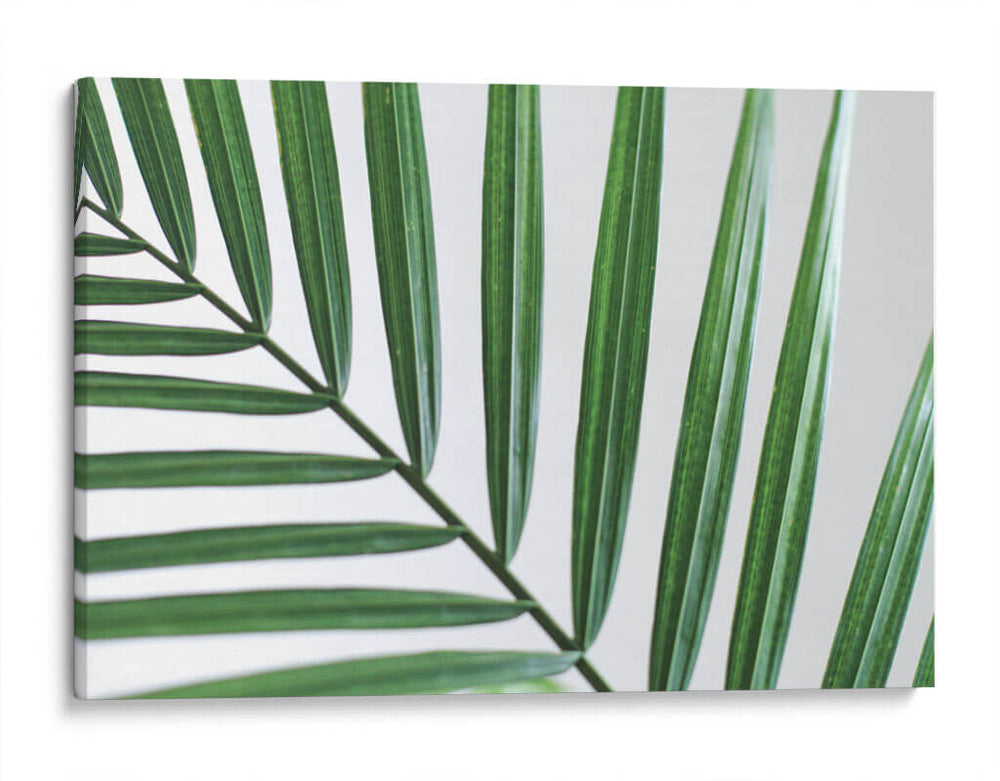 Hoja abanico | Cuadro decorativo de Canvas Lab