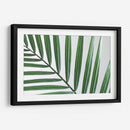 Hoja abanico | Cuadro decorativo de Canvas Lab