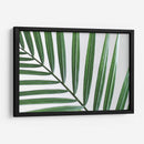 Hoja abanico | Cuadro decorativo de Canvas Lab