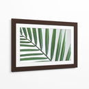 Hoja abanico | Cuadro decorativo de Canvas Lab