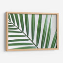 Hoja abanico | Cuadro decorativo de Canvas Lab