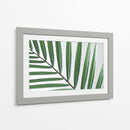 Hoja abanico | Cuadro decorativo de Canvas Lab