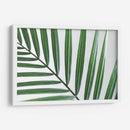 Hoja abanico | Cuadro decorativo de Canvas Lab