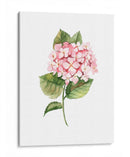 Hortensia rosa de acuarela | Cuadro decorativo de Canvas Lab