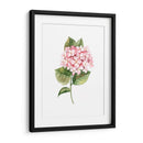 Hortensia rosa de acuarela | Cuadro decorativo de Canvas Lab