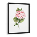Hortensia rosa de acuarela | Cuadro decorativo de Canvas Lab