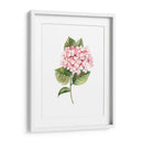 Hortensia rosa de acuarela | Cuadro decorativo de Canvas Lab