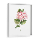 Hortensia rosa de acuarela | Cuadro decorativo de Canvas Lab