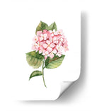 Hortensia rosa de acuarela | Cuadro decorativo de Canvas Lab