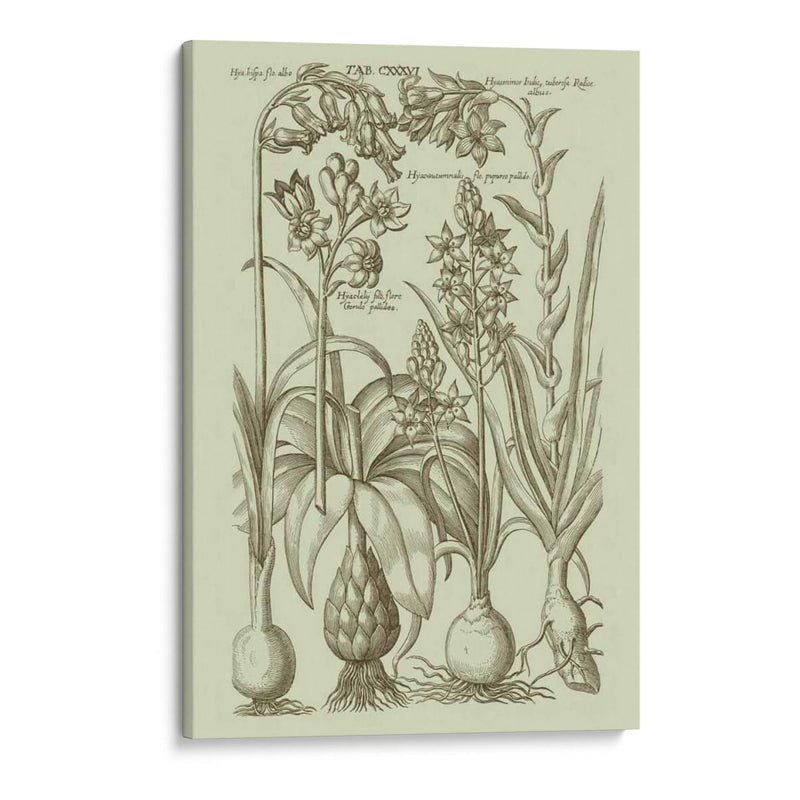 Jardín De La Flora I - Vision Studio | Cuadro decorativo de Canvas Lab