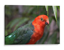 King parrot | Cuadro decorativo de Canvas Lab