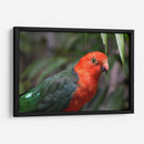 King parrot | Cuadro decorativo de Canvas Lab