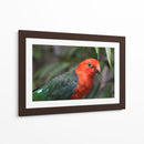 King parrot | Cuadro decorativo de Canvas Lab
