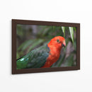 King parrot | Cuadro decorativo de Canvas Lab