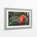 King parrot | Cuadro decorativo de Canvas Lab