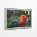 King parrot | Cuadro decorativo de Canvas Lab