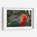 King parrot | Cuadro decorativo de Canvas Lab
