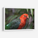 King parrot | Cuadro decorativo de Canvas Lab