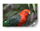 King parrot | Cuadro decorativo de Canvas Lab