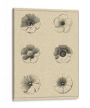 El Rosetón Floral I - Vision Studio | Cuadro decorativo de Canvas Lab