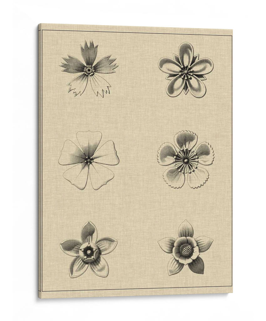 El Rosetón Floral II - Vision Studio | Cuadro decorativo de Canvas Lab