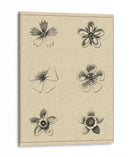 El Rosetón Floral II - Vision Studio | Cuadro decorativo de Canvas Lab