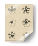 El Rosetón Floral II - Vision Studio | Cuadro decorativo de Canvas Lab