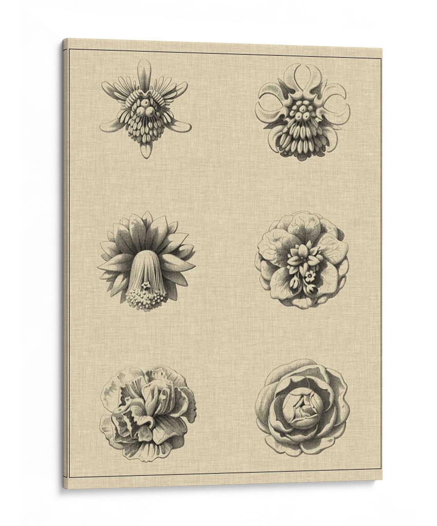 Floral Rosette III - Vision Studio | Cuadro decorativo de Canvas Lab