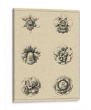 Floral Rosette III - Vision Studio | Cuadro decorativo de Canvas Lab