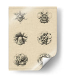 Floral Rosette III - Vision Studio | Cuadro decorativo de Canvas Lab