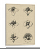 Floral Rosette IV - Vision Studio | Cuadro decorativo de Canvas Lab