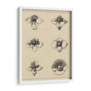 Floral Rosette IV - Vision Studio | Cuadro decorativo de Canvas Lab