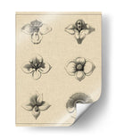 Floral Rosette IV - Vision Studio | Cuadro decorativo de Canvas Lab