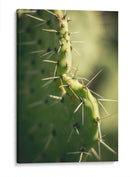 La defensa de un cactus | Cuadro decorativo de Canvas Lab