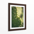La defensa de un cactus | Cuadro decorativo de Canvas Lab