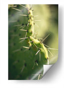 La defensa de un cactus | Cuadro decorativo de Canvas Lab