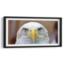 La mirada del águila | Cuadro decorativo de Canvas Lab