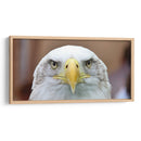 La mirada del águila | Cuadro decorativo de Canvas Lab