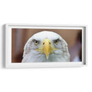 La mirada del águila | Cuadro decorativo de Canvas Lab