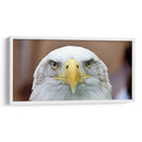 La mirada del águila | Cuadro decorativo de Canvas Lab