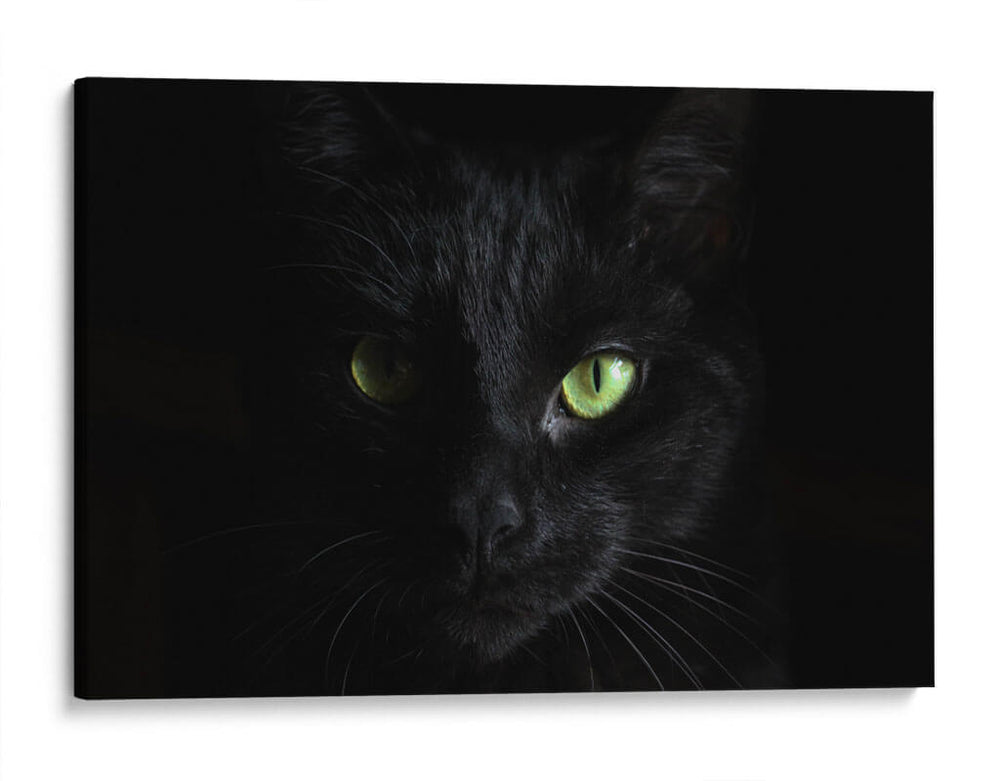 La mirada del gato | Cuadro decorativo de Canvas Lab