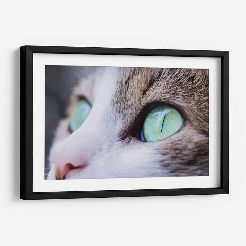 La mirada felina | Cuadro decorativo de Canvas Lab